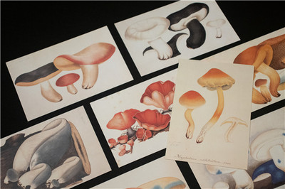 《蘑菇圖鑒》 在文藝創(chuàng)作中品讀蘑菇的“文藝滋味”